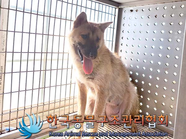 한국동물구조관리협회_411300202400209